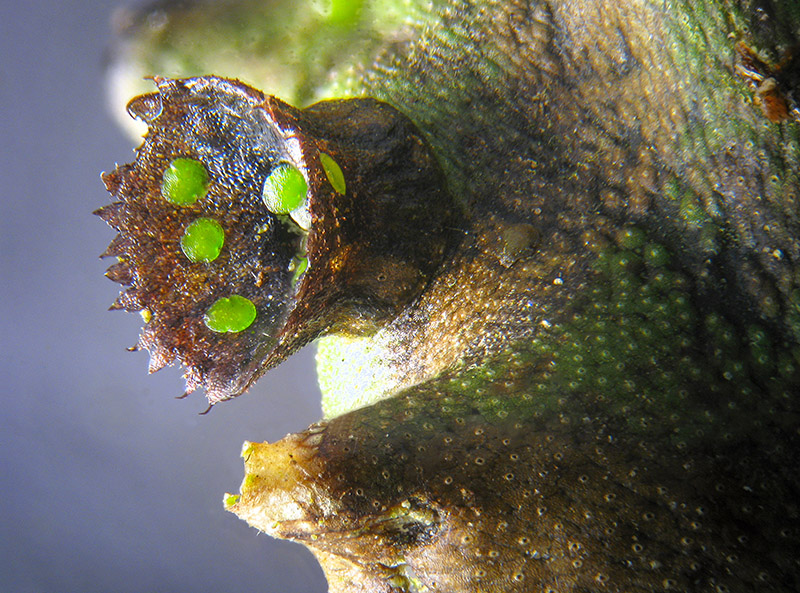 Marchantia polymopha